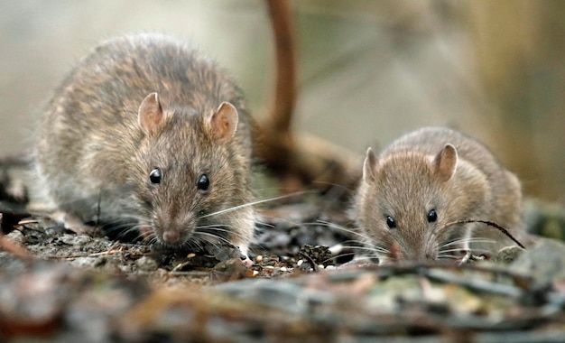 Braune Ratten suchen und füttern im Wald
