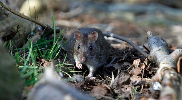 Braune Ratten suchen und füttern im Wald