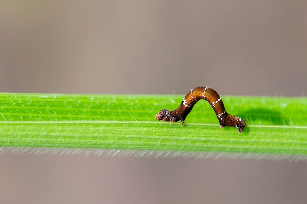 Braune Raupe auf einem grünen Blatt