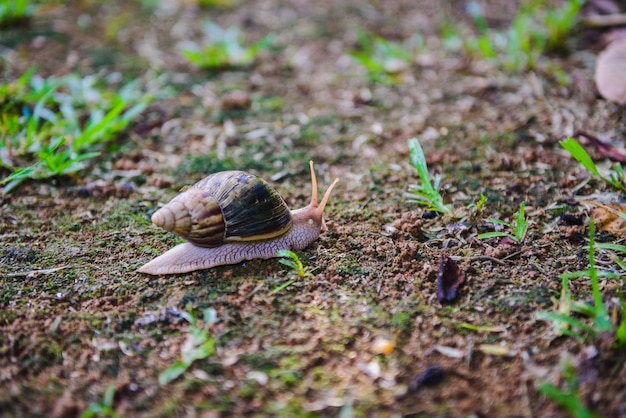 Braune Schnecke kriecht auf Boden nah oben.