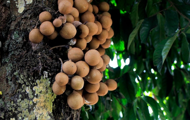 Braune Tropenfrucht aus Indonesien