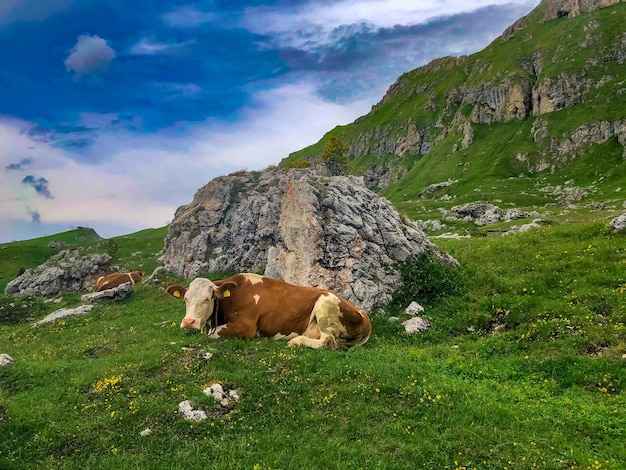 Braune und weiße Kühe auf einer schönen grünen Almwiese in Italien. Berge im Hintergrund. Kühe auf der Weide.