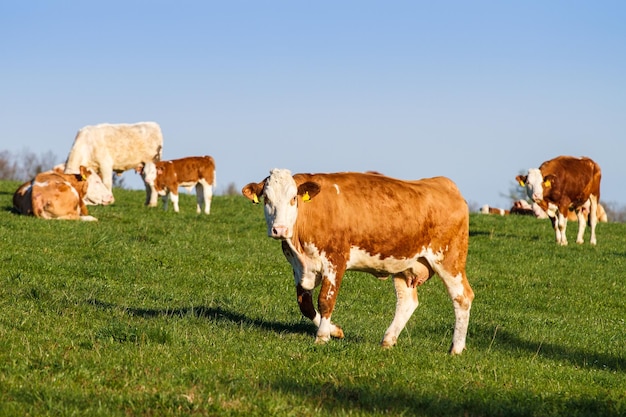 Braune und weiße Milchkühe, Kalwe und Bullen auf der Weide