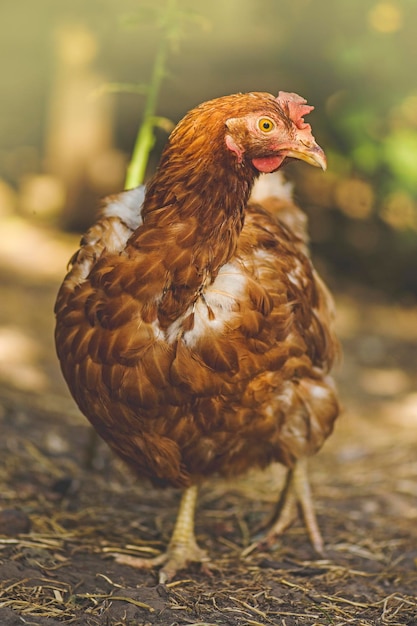 Braune weibliche Eier Henne Orange Hühnerhenne Lustiges Huhn im Bauernhof