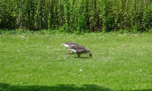 Braune weibliche Enten auf dem Gras auf der Suche nach Nahrung