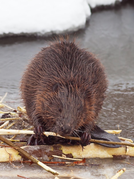 Brauner amerikanischer Biber, der Äste nagt und im Winter in der Nähe einen Damm am Fluss baut