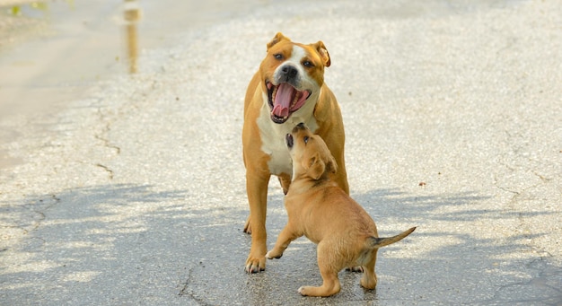 brauner Amstaff-Mutterhund, der mit einem Welpen spielt