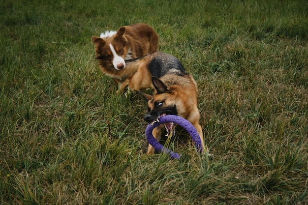 Brauner australischer Schäferhund, der mit deutschem Schäferhund und beißendem Schwanz spielt