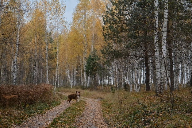 Brauner australischer Schäferhund geht im herbstlichen Wald auf der Landstraße Aussie rote Trikolore geht im Herbst spazieren