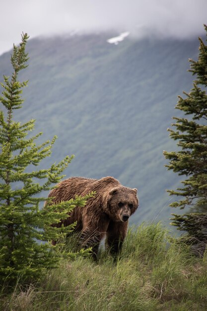 Brauner Bär geht durch den Wald