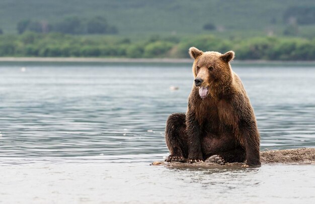 Brauner Bär im Kurilsee