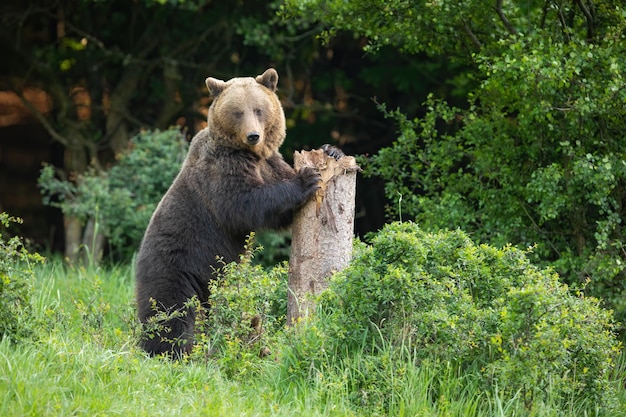 Foto brauner bär steht auf zwei beinen und greift fest an einen baum, um eine markierung zu hinterlassen