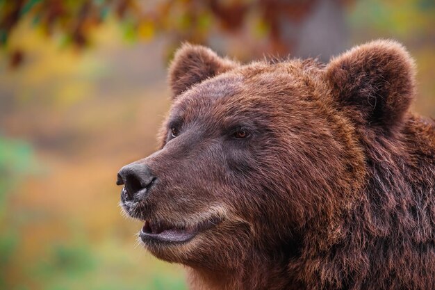 Foto brauner bär von kamtschatka