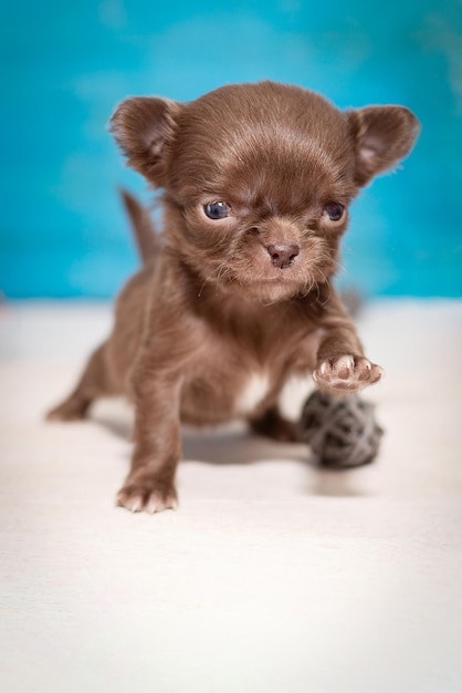 Brauner Chihuahua-Welpe geht nach vorne, Pfote angehoben, selektiver Fokus