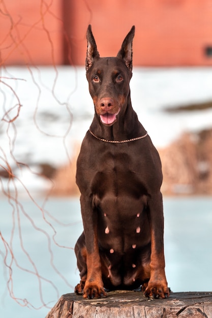 Brauner Dobermannhund, der nahe See sitzt