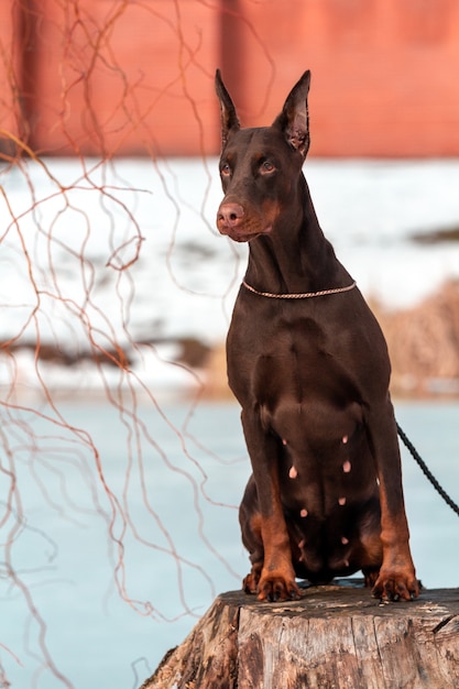 Brauner Dobermannhund, der nahe See sitzt