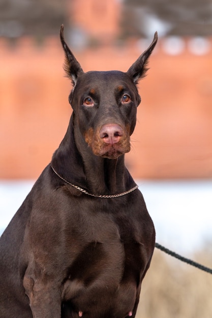 Brauner Dobermannhund, der nahe See sitzt