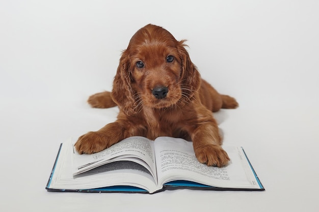 Brauner entzückender Irish Setter-Welpe liest ein Buchfoto-Shooting im Studio auf weißem Hintergrund