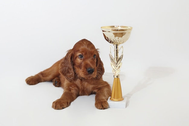 Brauner entzückender Irish-Setter-Welpe mit einem Champion-Cup-Gewinner-Fotoshooting im Studio auf weißem Hintergrund