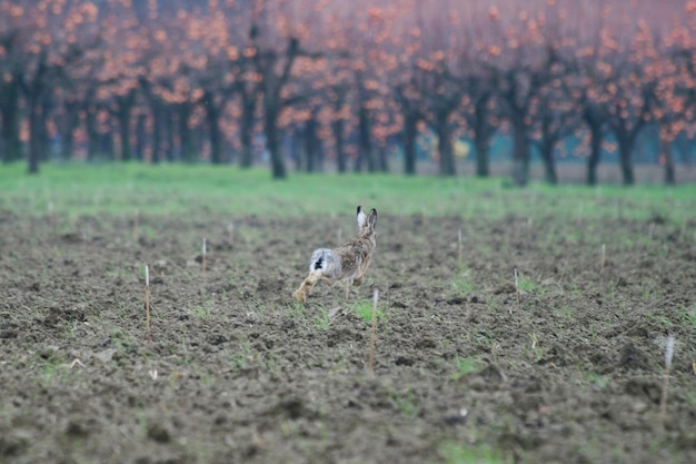 Brauner europäischer Hase Lepus europaeus, der auf dem Land wegläuft und kultivierte landwirtschaftliche Felder überquert Konzept der freien Tierwelt in der Natur Koexistenz zwischen Landwirtschaft und wilden Tieren