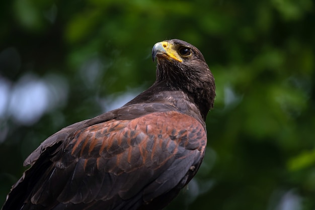 Brauner Falke, der Beute betrachtet.