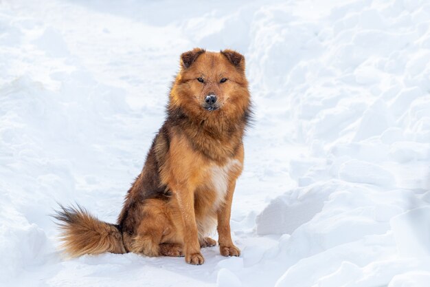 Brauner flauschiger Hund im Winter, der im Schnee sitzt