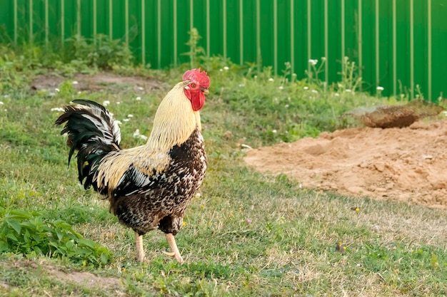 Brauner Hahn auf dem grünen Gras