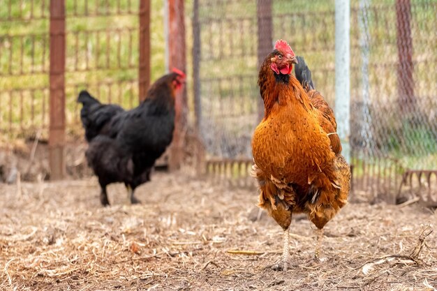 Brauner Hahn und schwarzes Huhn auf dem Bauernhof