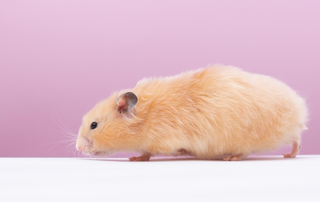 Brauner Hamster spielt auf rosa Hintergrund