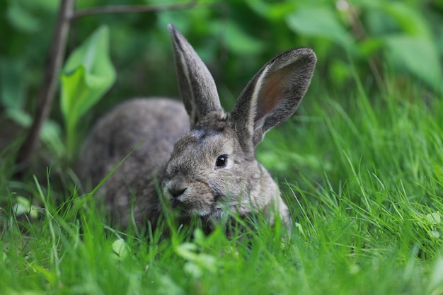 brauner Hase im Gras