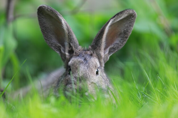 brauner Hase im Gras