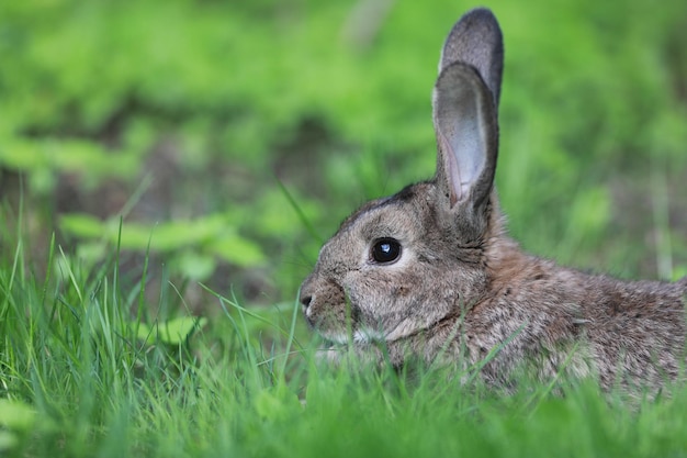 brauner Hase im Gras