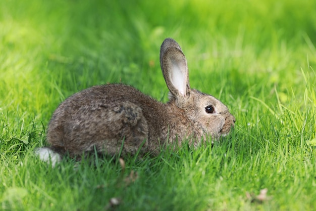 brauner Hase im Gras