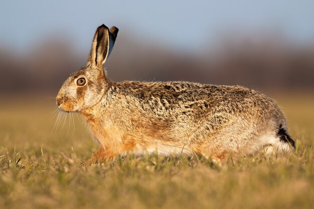 Brauner Hase läuft auf grüner Wiese im Frühling bei Sonnenuntergang