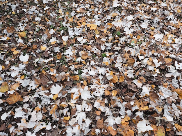 Brauner Herbstlaubhintergrund