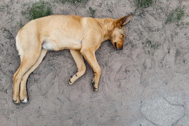 Brauner Hund, der auf der Draufsicht des Bodens schläft