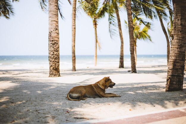 Brauner Hund, der auf weißem Sand mit schönem Strand liegt