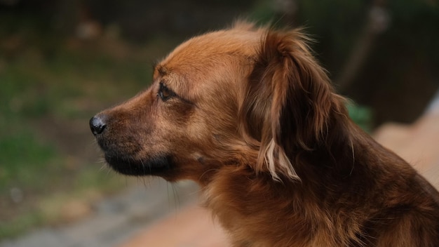 Brauner Hund im Freien, der die Unendlichkeit mit den Ohren nach hinten betrachtet