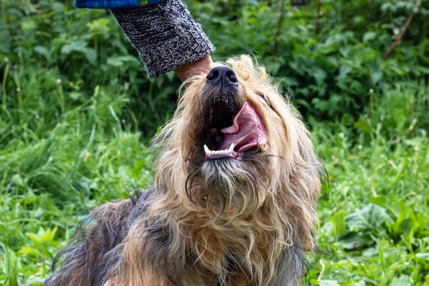 Foto brauner hund im garten im grünen gras