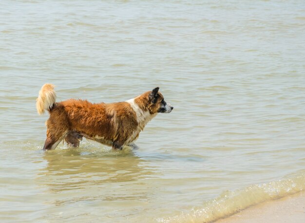 Brauner Hund im Meer