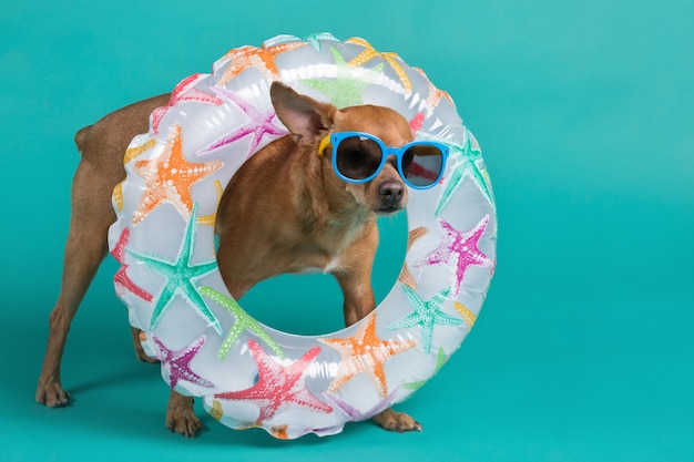 Brauner Hund in vollem Wachstum mit einem aufblasbaren Kreis um den Hals und einer blauen Brille im Gesicht