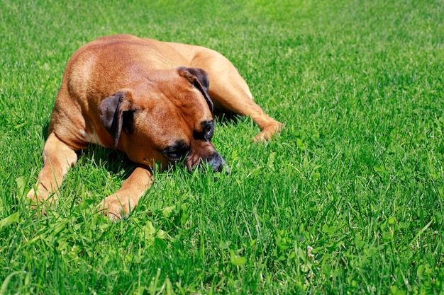 Brauner Hund liegt auf dem RasenhundTierschutz Tierarzt