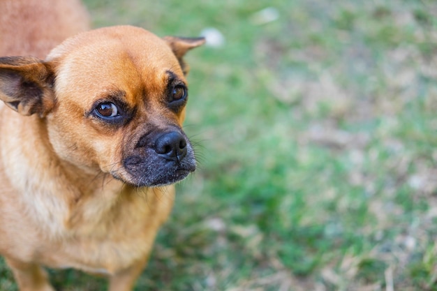 Brauner Hund sitzt glücklich lächelnd