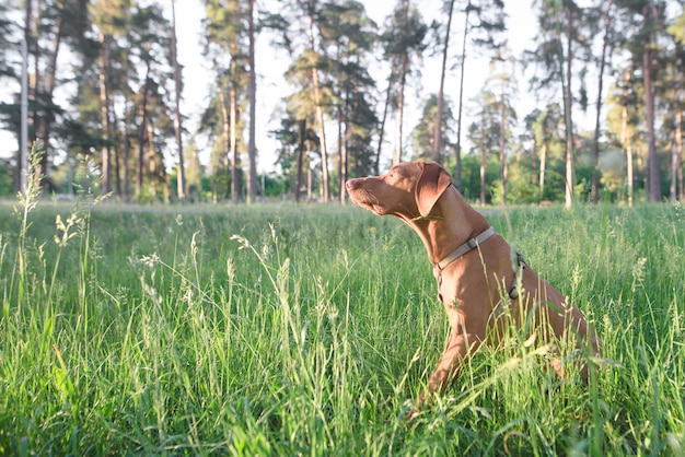 Brauner Hund sitzt im Wald im Gras und schaut zur Seite. Porträt eines Hundes an der frischen Luft im Park.