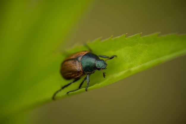 Brauner Käfer auf grünem Blatt, Sommer