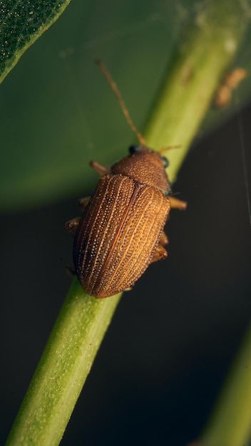 Brauner Käfer steht auf einem grünen Ast