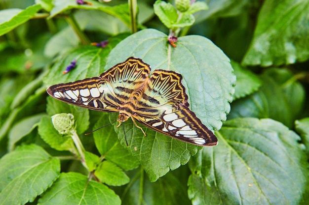 Brauner Klipperschmetterling ruht auf Blättern im Garten