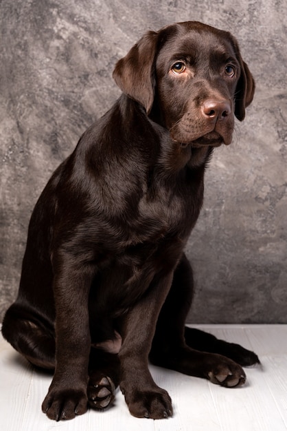 Foto brauner labrador, studiofoto des hündchens