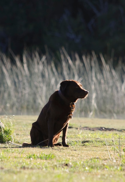 brauner Labradorhund am Ufer eines Sees