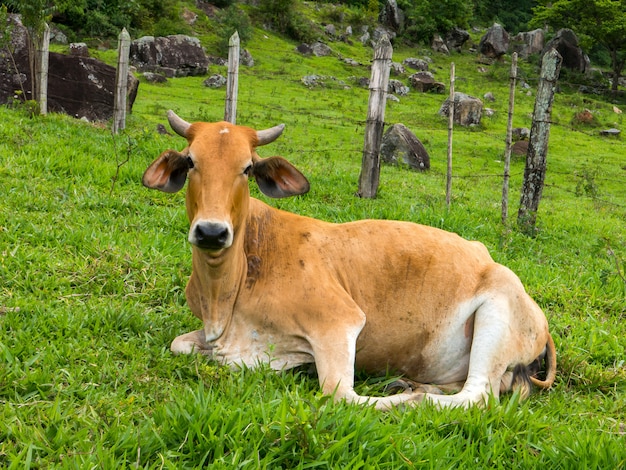 Brauner Ochse auf grüner Weide - Stier - Vieh - Viehzucht